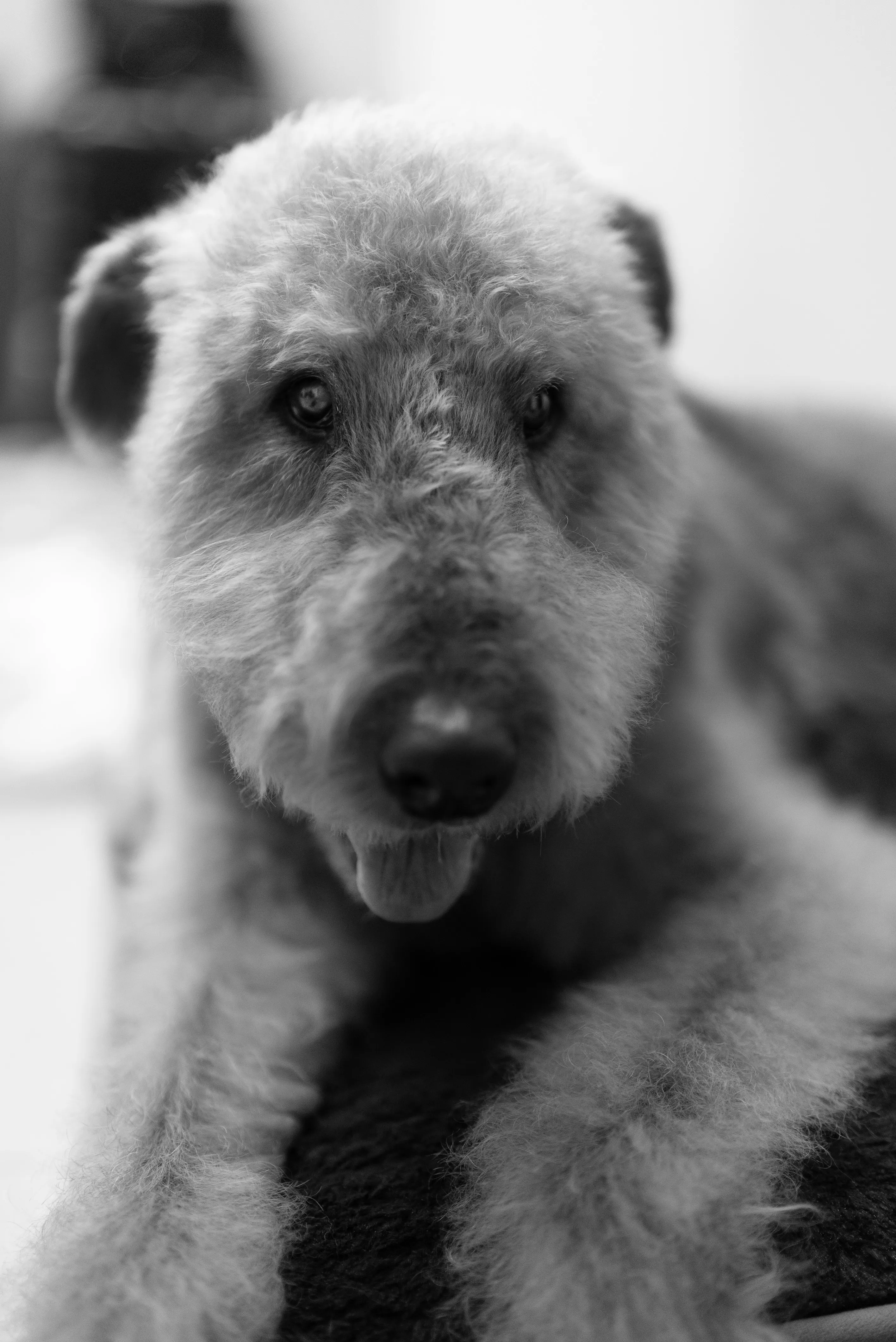 Black and white portrait of Captain Cookie, the office dog