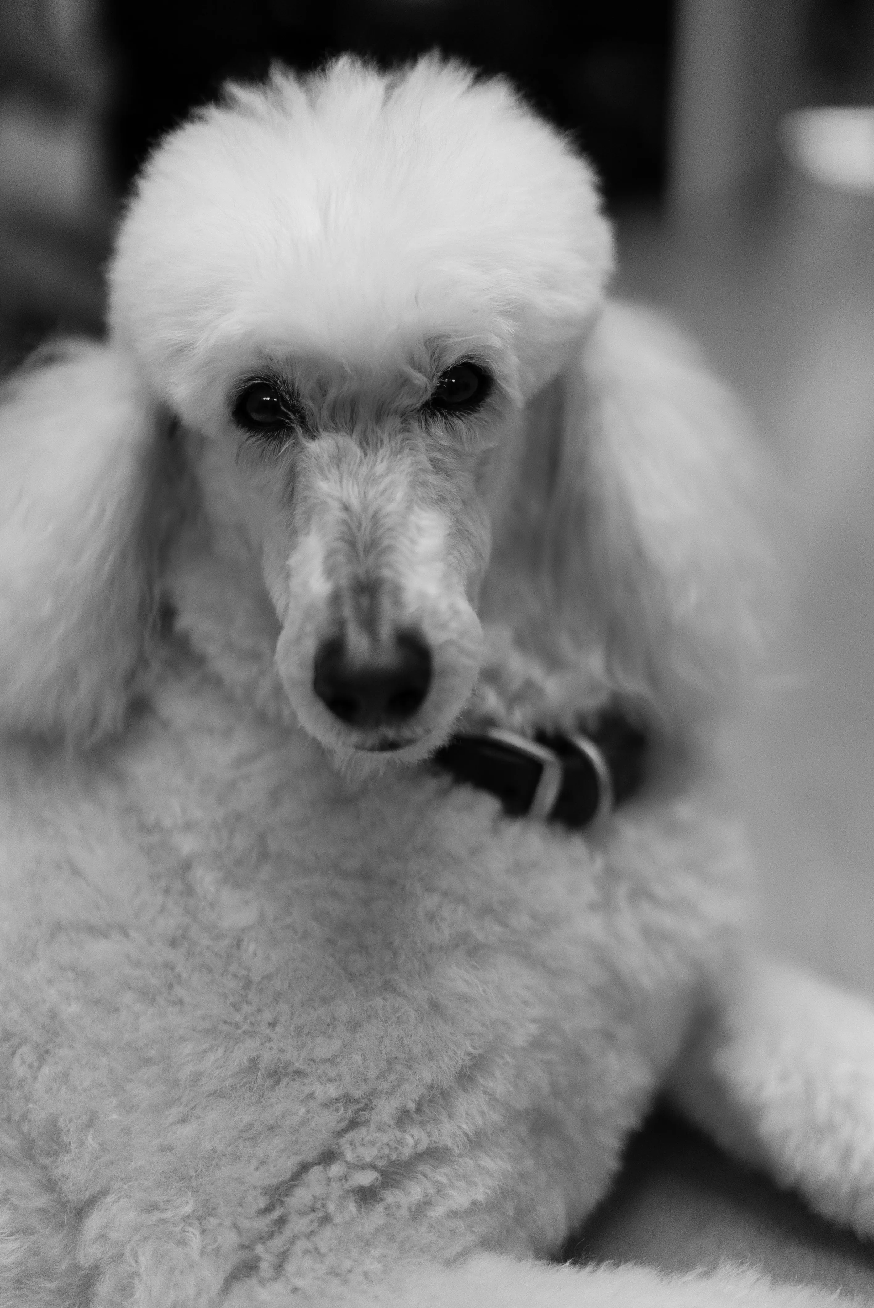 Black and white portrait of Little Beast, the office dog